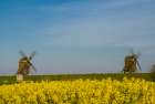 Sweden-Oland Island-Lerkaka-antique wooden windmills Art Print